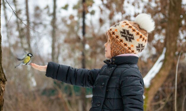The Ultimate Guide to Bird Feeders