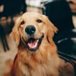 Forever In My Heart: Pet Remembrance Journal