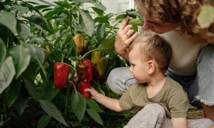 Garden Planting Schedule: A Month-by-Month Guide