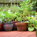 The Grazing Garden: A Wild Little Patio That Feeds You Back