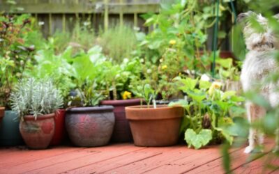 The Grazing Garden: A Wild Little Patio That Feeds You Back