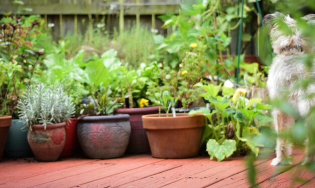The Grazing Garden: A Wild Little Patio That Feeds You Back